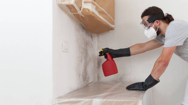 Attic Mold Remediation treatment on roof deck in Ellsworth